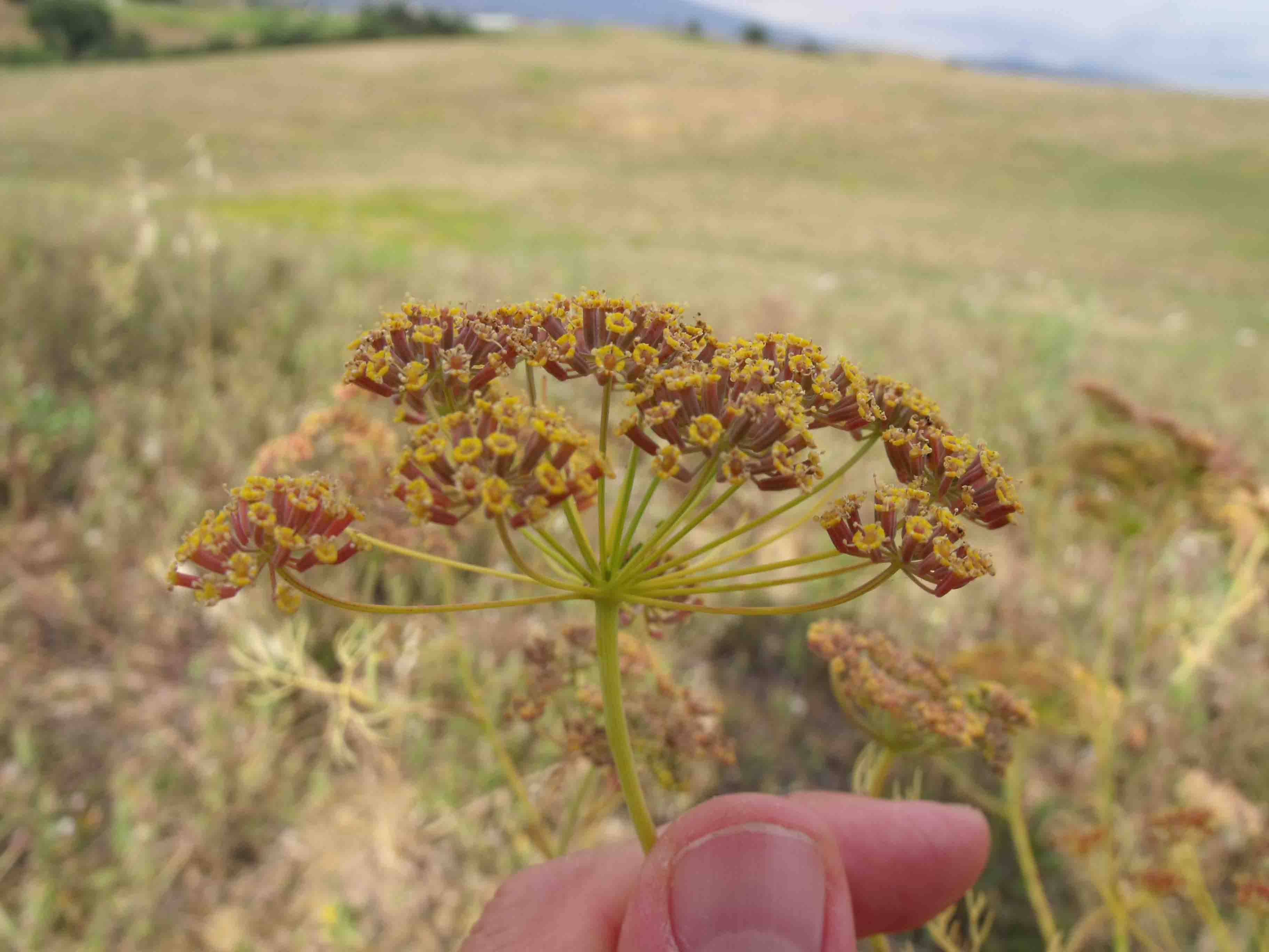 Ridolfia segetum / Aneto puzzolente